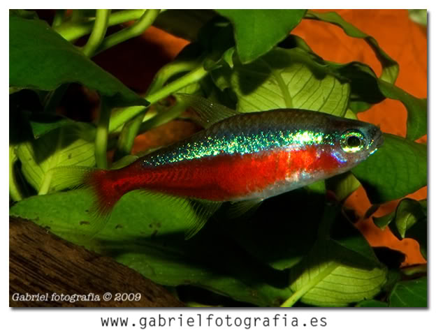 tetra cardenal  Cardenal2