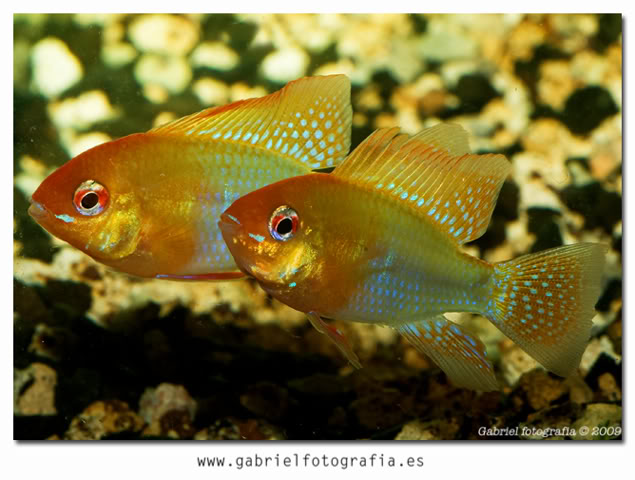 algunos de mis peces Ramigold3