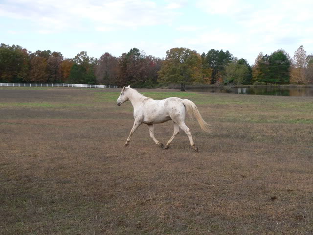 2010 foals at P&J Appaloosas Fall09009