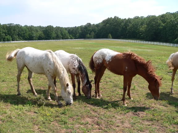 2010 foals at P&J Appaloosas May21002