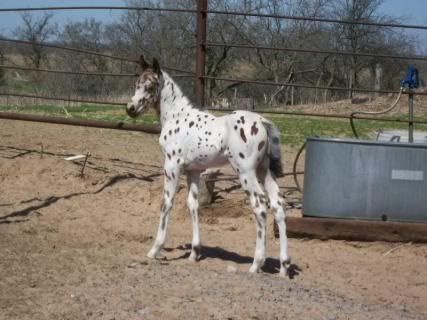 2010 foals at P&J Appaloosas Dotnew1