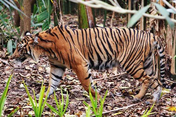 Tigar & Tigrica  800px-Tiger_-_melbourne_zoo