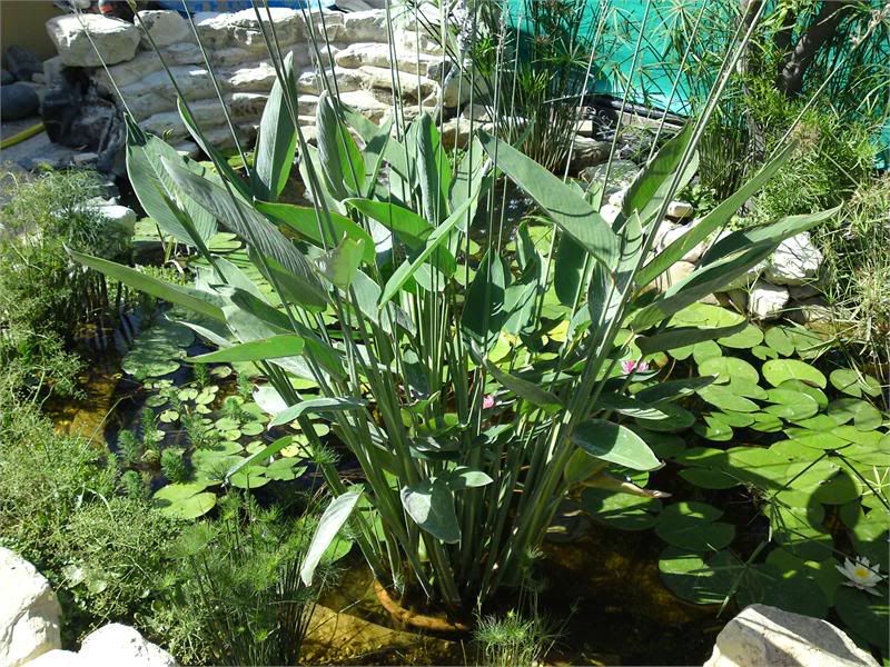 pond - My Pond in Nicosia (CYPRUS) DSC01862