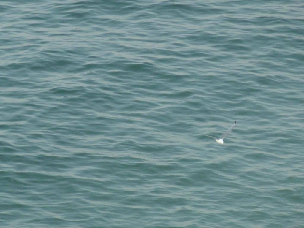 South Shields , Marsden Bay , 24/05/12 P1110236