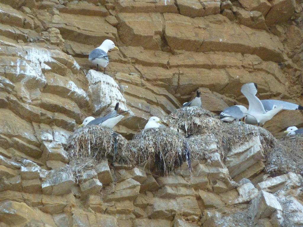 South Shields , Marsden Bay , 24/05/12 P1110266