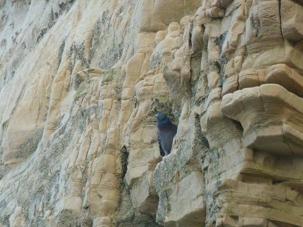 South Shields , Marsden Bay , 24/05/12 P1110272