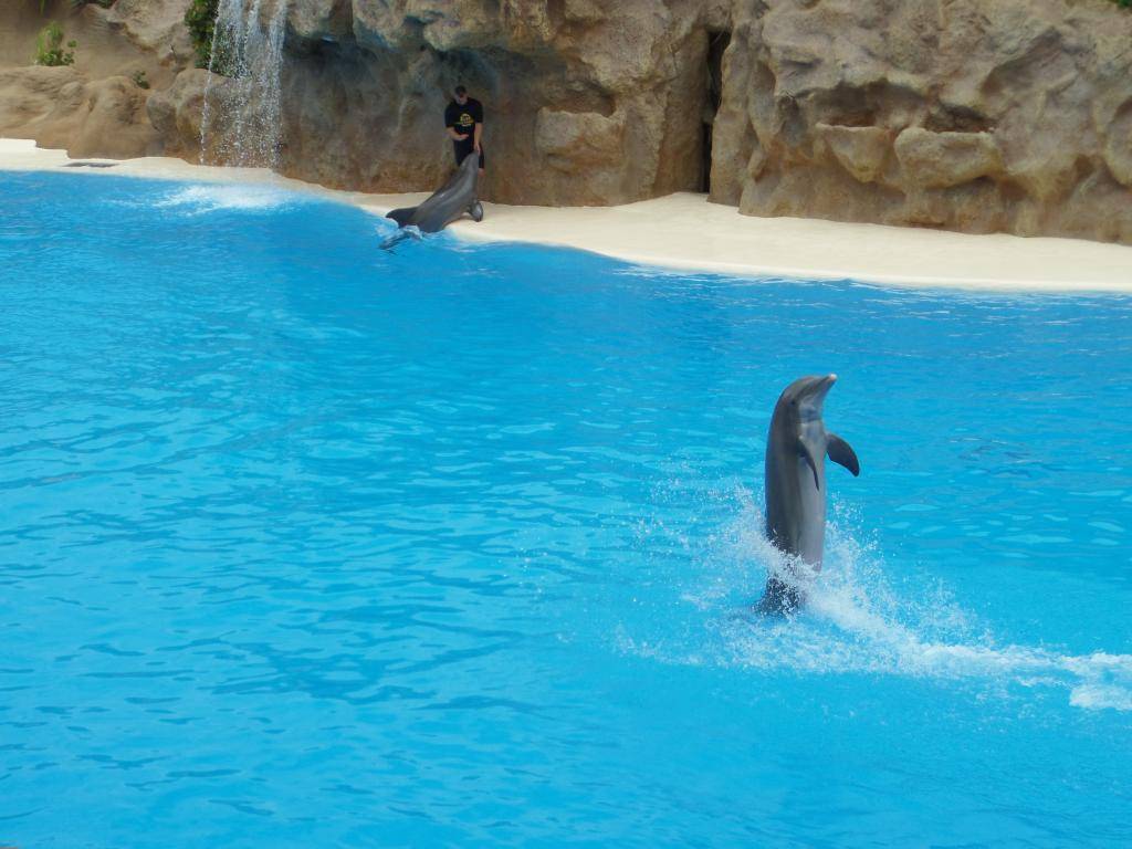 Tenerife, Loro Parque SAM_0832