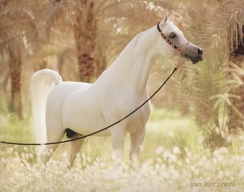 My Wild Horses Arabian