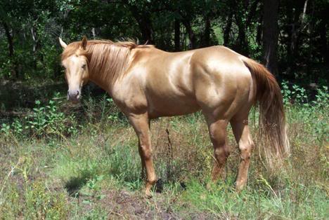 Golden Fire looks for a mare Goldchampagneqhstallion