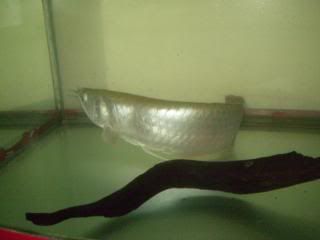 arowana photos post nyo po dito P1020077