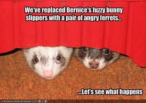 LOLCATS - Page 2 Ferrets