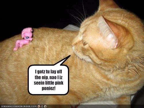 LOLCATS - Page 2 Nip