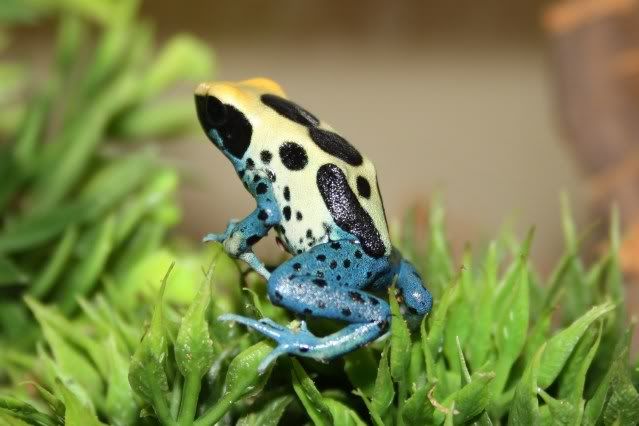 Dart Frogs (part 2) IMG_01792