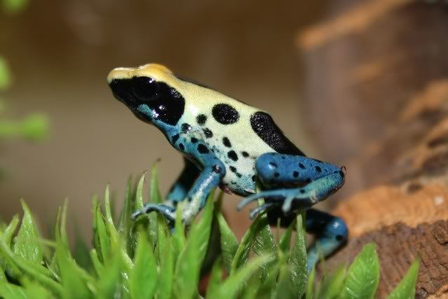 Dart Frogs (part 2) IMG_0182