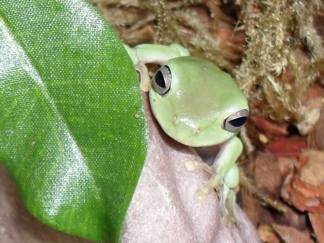 White's tree frog SAM_0639