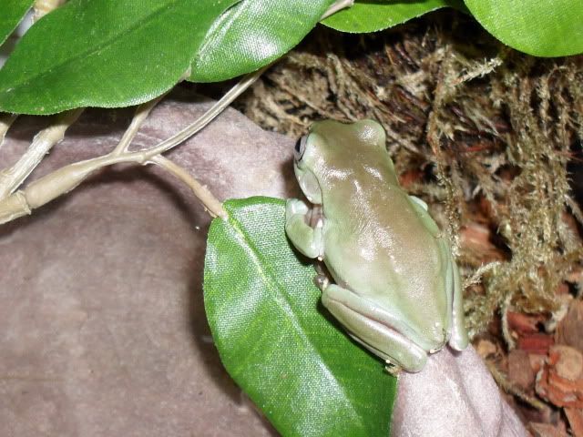 White's tree frog SAM_0641