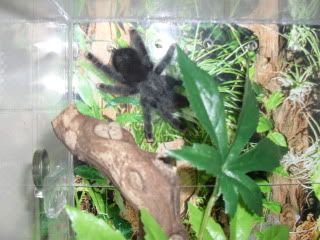 Pink toed Avicularia SAM_0976