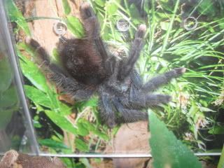 Pink toed Avicularia SAM_0985