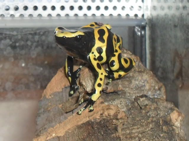 New Dart frog - Dendrobates leucomelas SAM_2481