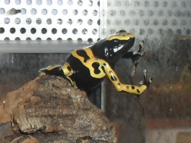 New Dart frog - Dendrobates leucomelas SAM_2482