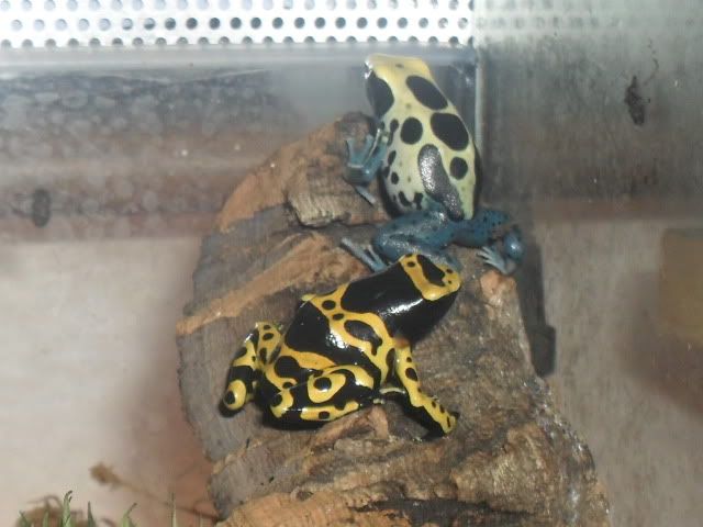 New Dart frog - Dendrobates leucomelas SAM_2518