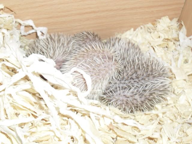 Baby Hedgies SAM_3852