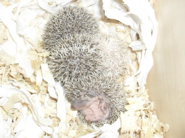 Very baby hedgehogs SAM_7540