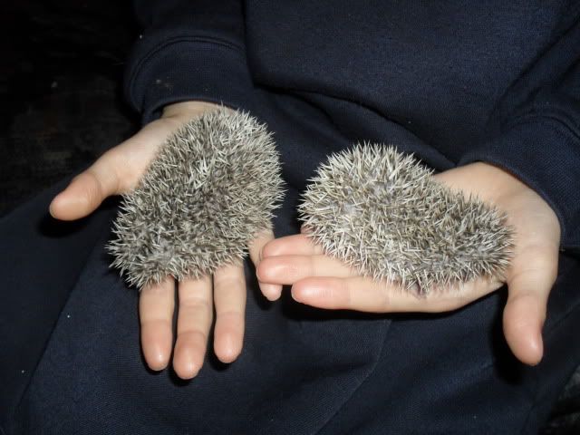 Very baby hedgehogs SAM_7542-1