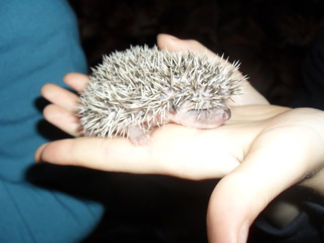Very baby hedgehogs SAM_7544-1