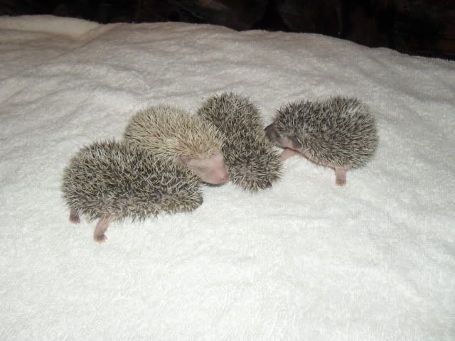 Very baby hedgehogs SAM_7558-1