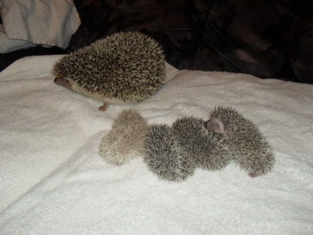 Very baby hedgehogs SAM_7565-1