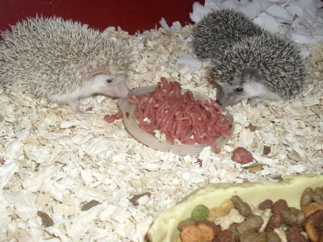 Very baby hedgehogs SAM_7633