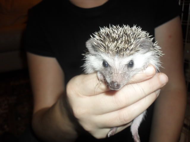 Very baby hedgehogs SAM_7647
