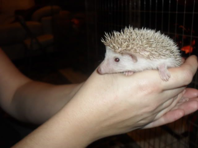 Very baby hedgehogs SAM_7648