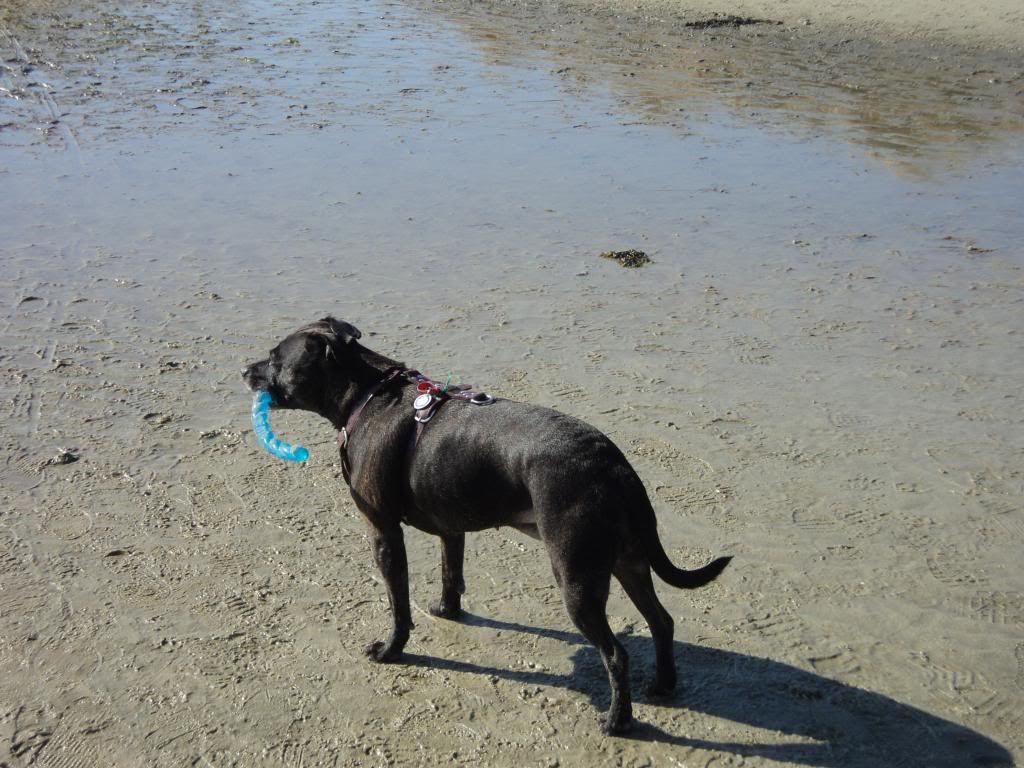 Flo at the beach today (Pic heavy) DSC03236_zps2740bae3