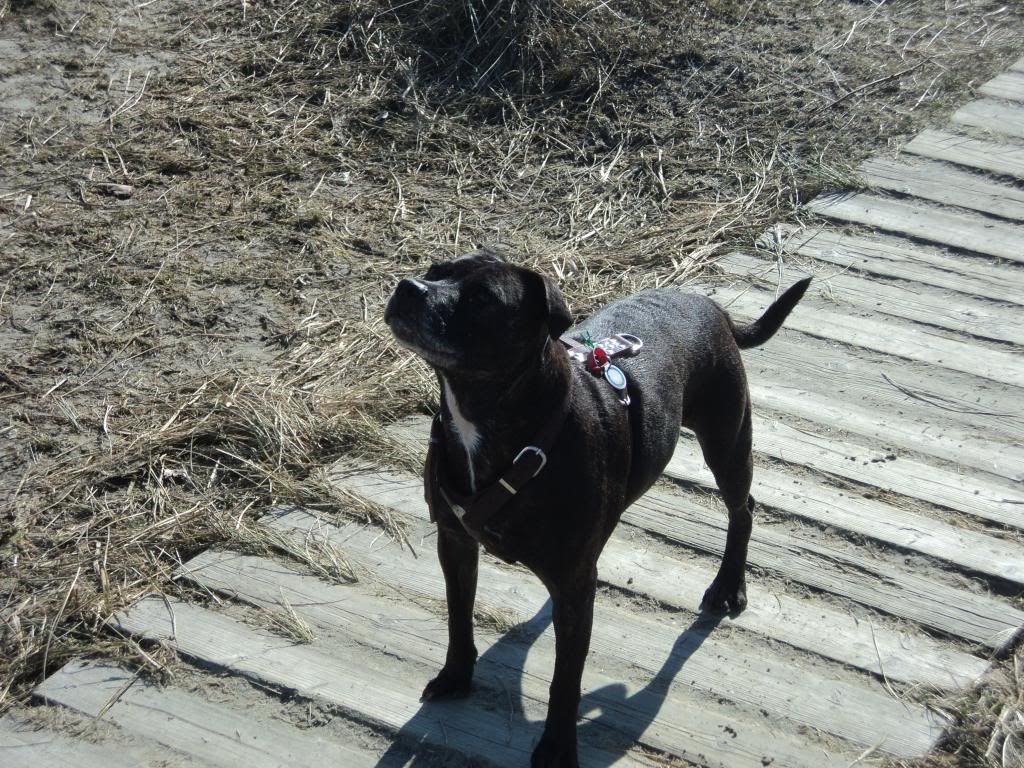 Flo at the beach today (Pic heavy) DSC03239_zps84deb9d8