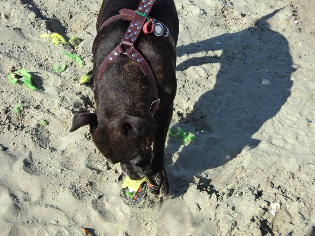 Flo at the beach today (Pic heavy) DSC03247_zpsdccf52cc