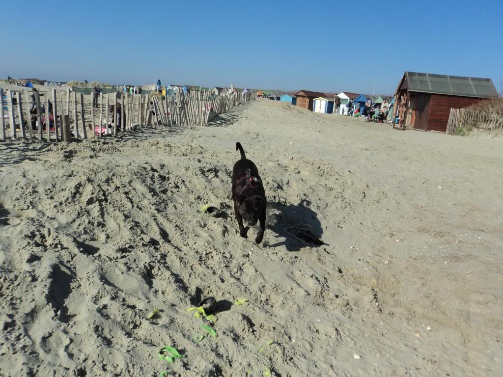 Flo at the beach today (Pic heavy) DSC03249_zps41de82ee