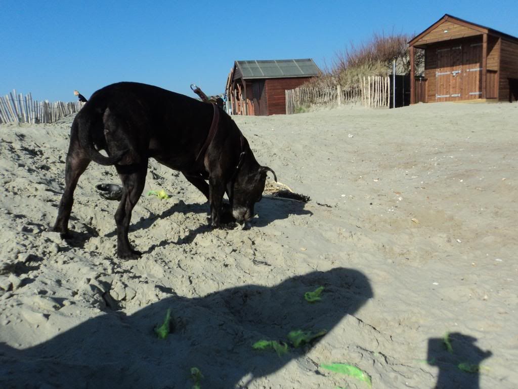 Flo at the beach today (Pic heavy) DSC03253_zpse3496487