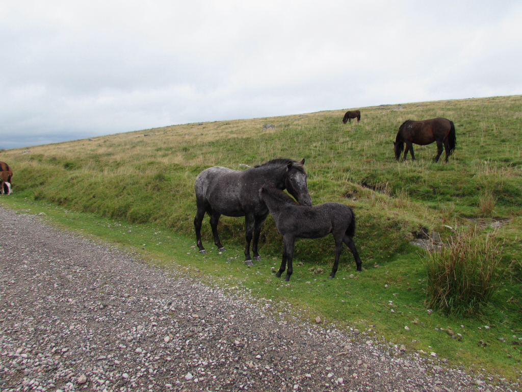 Dartmoor (Very pic heavy) A3062e3f7928316a8430bda7acd845fe_zps80480b05