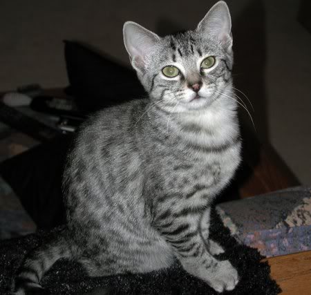 Котки EgyptianMau