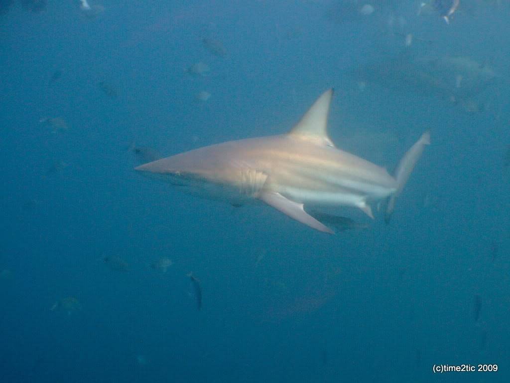 Umkomaas, Afrique du sud, un spot a requin (part2) DSCF3558