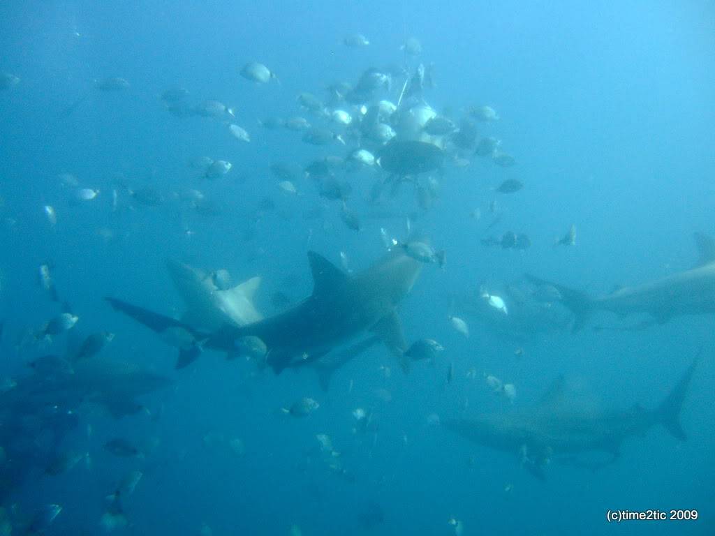 Umkomaas, Afrique du sud, un spot a requin (part2) DSCF3562