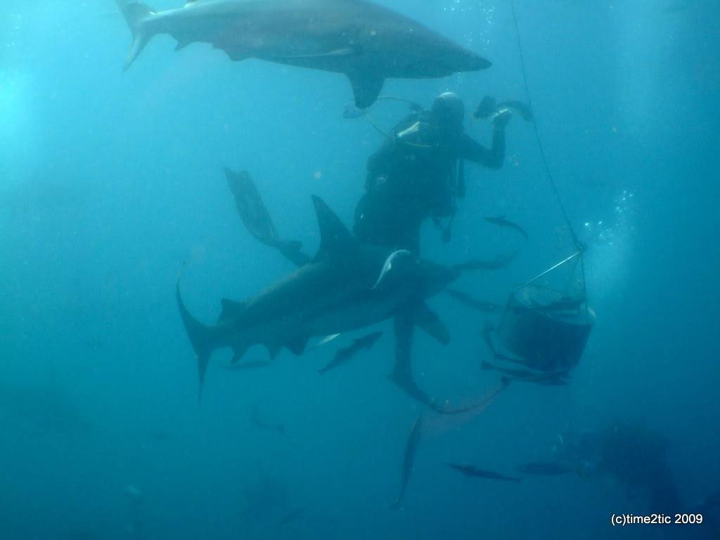 Umkomaas, Afrique du sud, un spot a requin (part2) DSCF3602