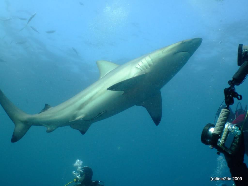 Umkomaas, Afrique du sud, un spot a requin (part2) DSCF3604