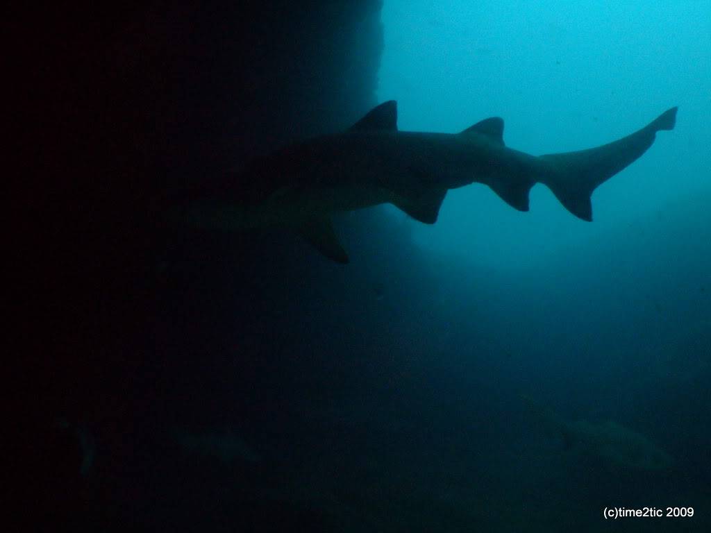 Umkomaas, afrique du Sud, un spot a requin (part1) DSCF3355
