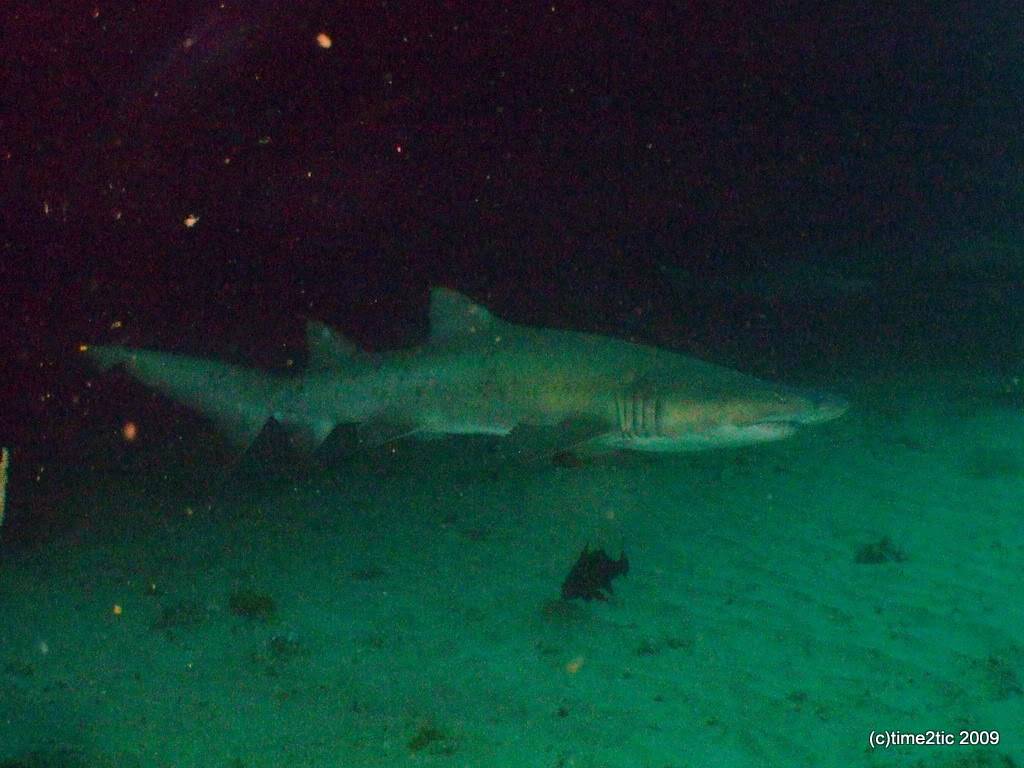 Umkomaas, afrique du Sud, un spot a requin (part1) DSCF3356