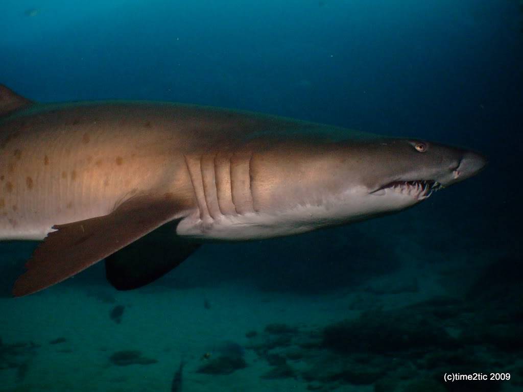 Umkomaas, afrique du Sud, un spot a requin (part1) DSCF3357
