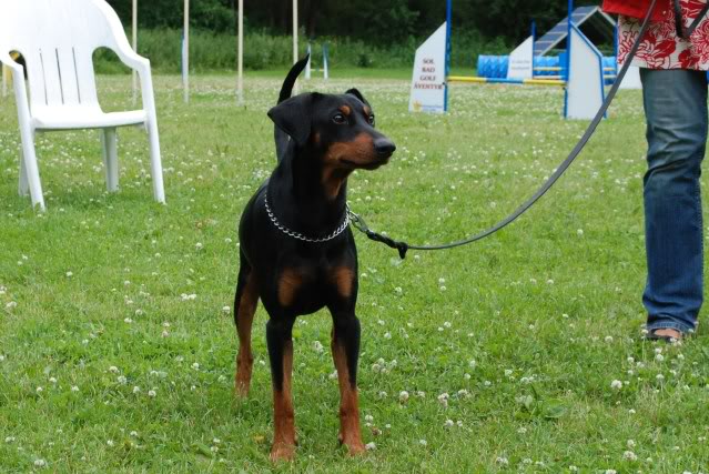 Gibson på ferie i Sverige DSC_0057