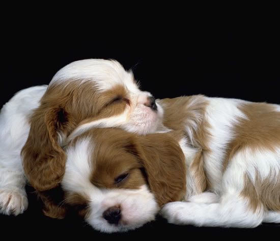 Adorable Overload Puppies